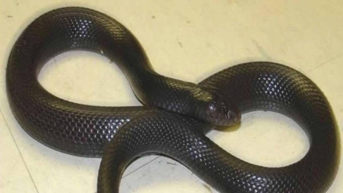 Türkiye’de Yaşadığı Pek de Bilinmeyen 15 Hayvan Türü