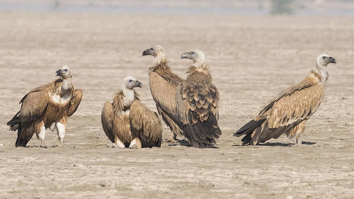 Türkiye’de Yaşadığı Pek de Bilinmeyen 15 Hayvan Türü