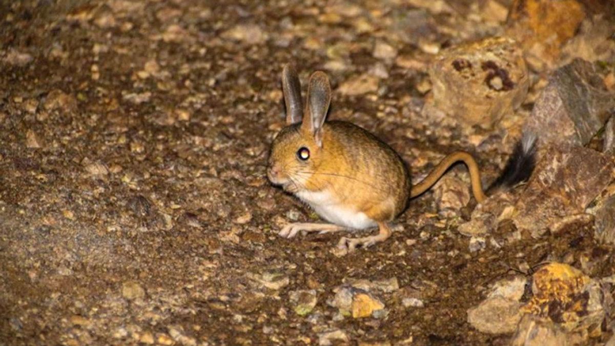Türkiye’de Yaşadığı Pek de Bilinmeyen 15 Hayvan Türü
