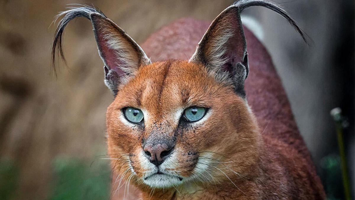 Türkiye’de Yaşadığı Pek de Bilinmeyen 15 Hayvan Türü