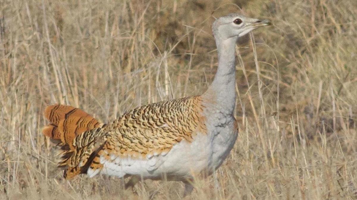 Türkiye’de Yaşadığı Pek de Bilinmeyen 15 Hayvan Türü