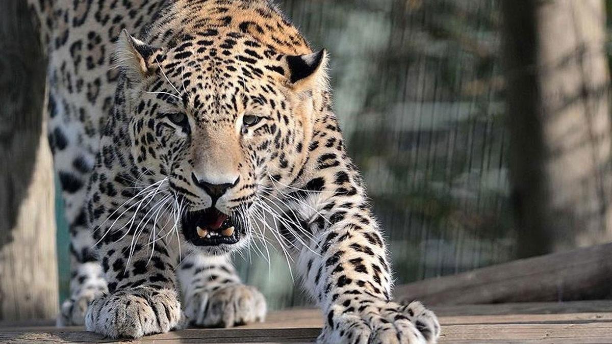 Türkiye’de Yaşadığı Pek de Bilinmeyen 15 Hayvan Türü