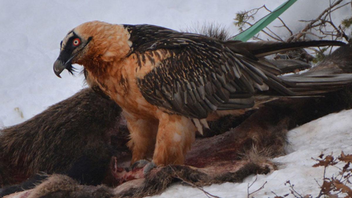 Türkiye’de Yaşadığı Pek de Bilinmeyen 15 Hayvan Türü