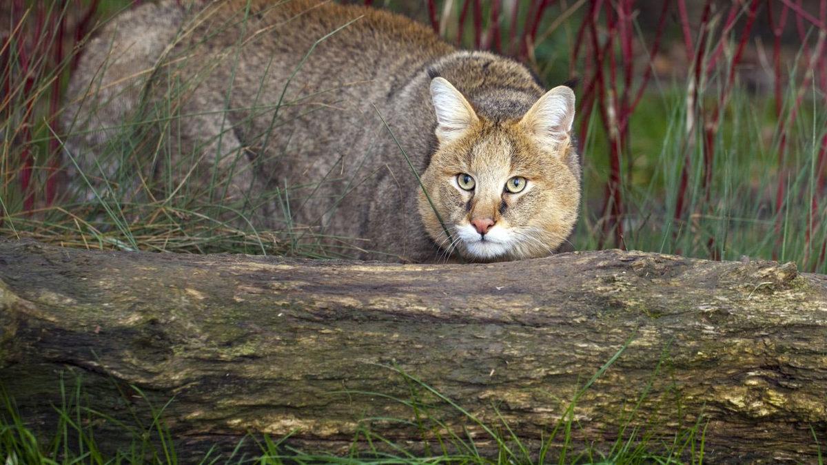 Türkiye’de Yaşadığı Pek de Bilinmeyen 15 Hayvan Türü