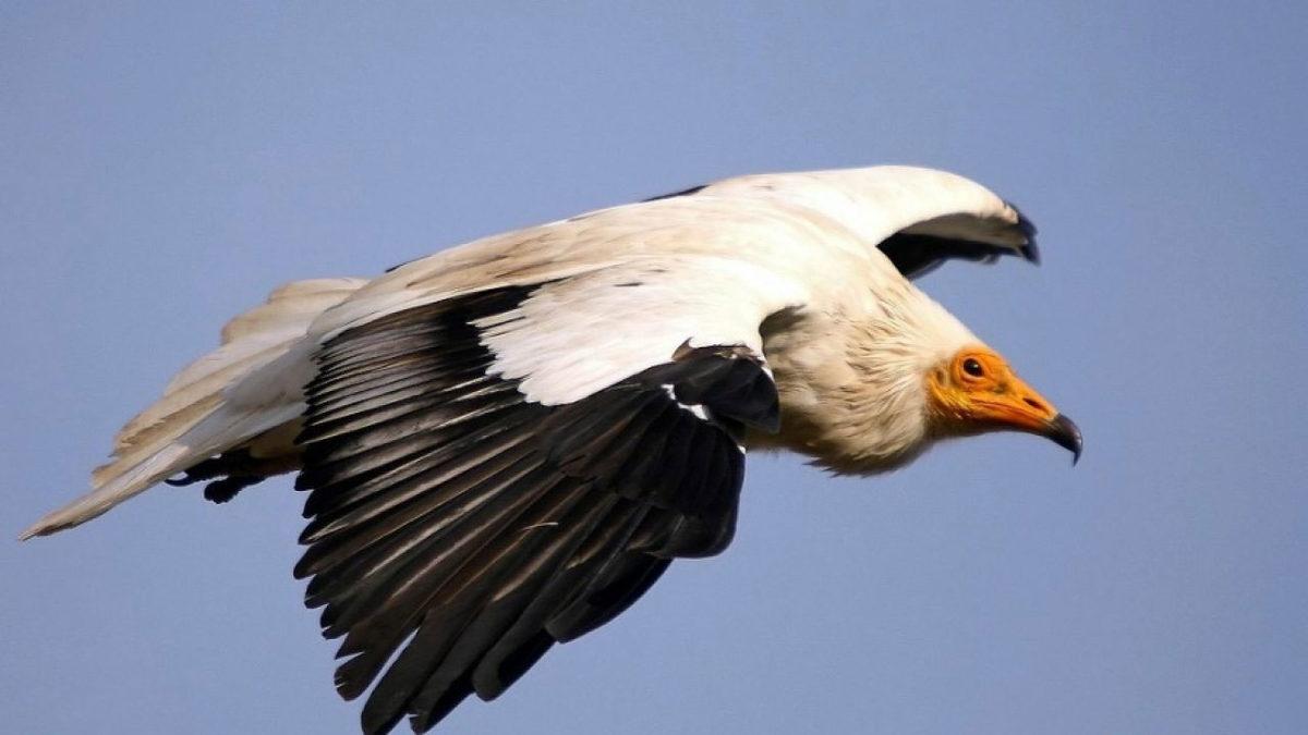 Türkiye’de Yaşadığı Pek de Bilinmeyen 15 Hayvan Türü