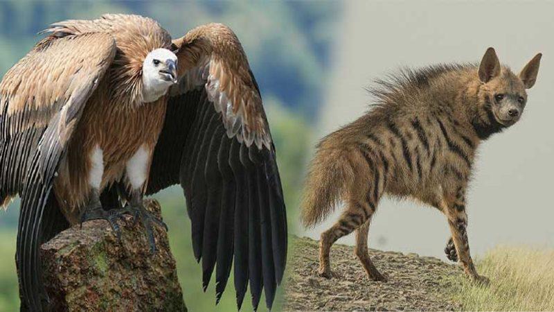 Türkiye’de Yaşadığı Pek de Bilinmeyen 15 Hayvan Türü