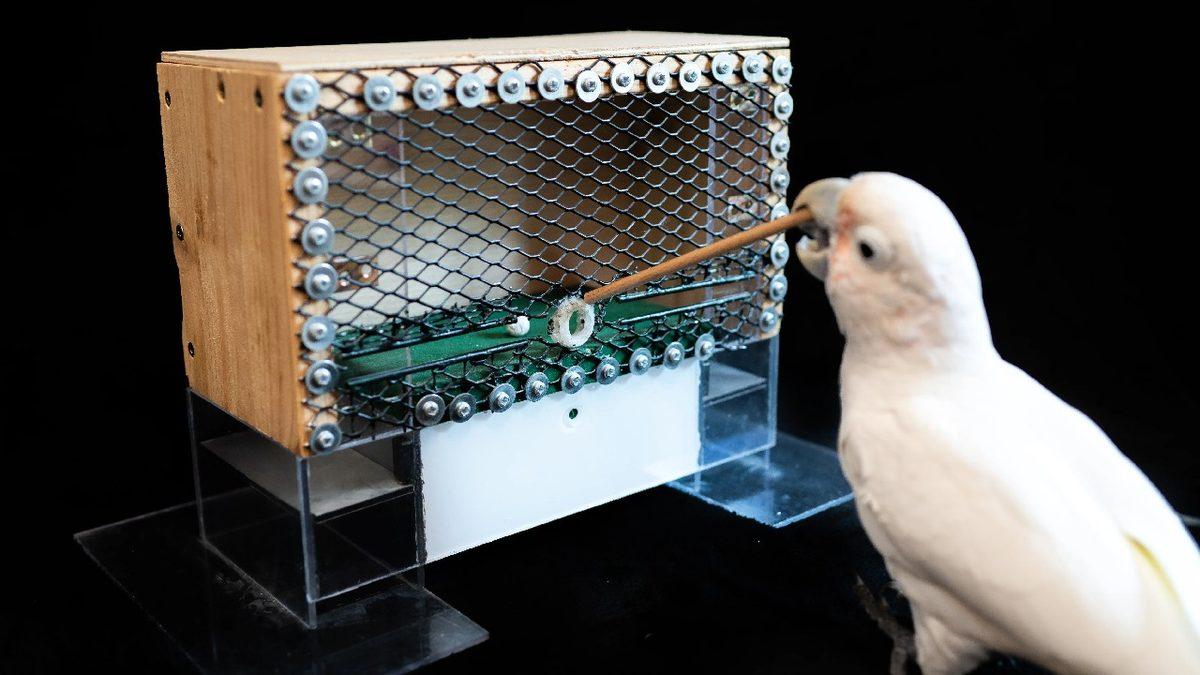 Kakadu Papağanlarının Primatlar Dışında Alet Kullanabilen İlk Hayvan Türü Olduğu Keşfedildi: Golf Bile Oynuyorlar