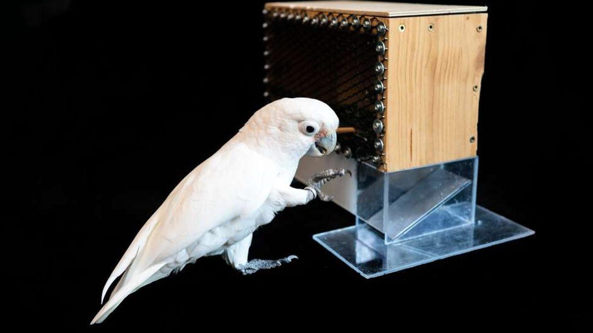 Kakadu Papağanlarının Primatlar Dışında Alet Kullanabilen İlk Hayvan Türü Olduğu Keşfedildi: Golf Bile Oynuyorlar