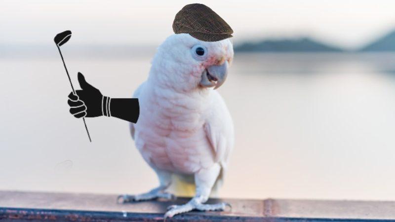 Kakadu Papağanlarının Primatlar Dışında Alet Kullanabilen İlk Hayvan Türü Olduğu Keşfedildi: Golf Bile Oynuyorlar