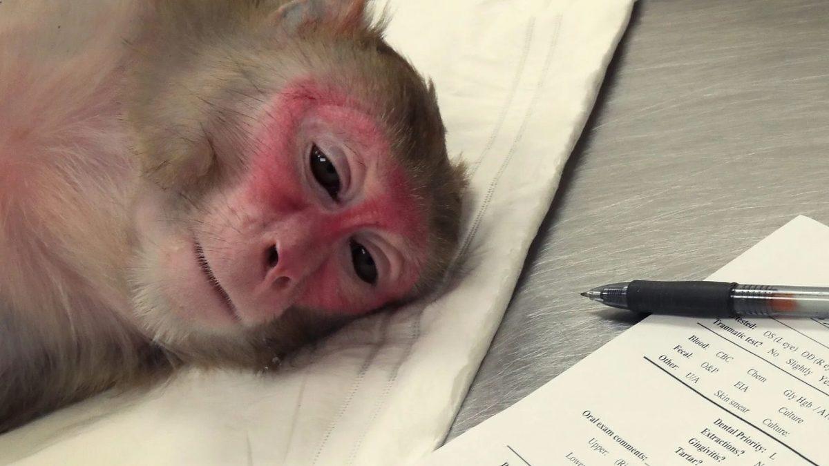 Elon Musk’ın ‘Beyin Çipi’ Şirketi Neuralink, Maymunlara İşkence Etmekle Suçlanıyor: ’Ölümcül Deneyler Yapılıyor’