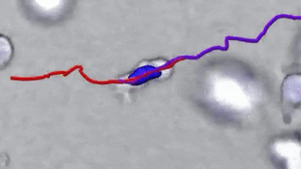 Bağışıklık Hücrelerinin Doku Üzerinde Nasıl Hareket Ettiğini Gösteren Video