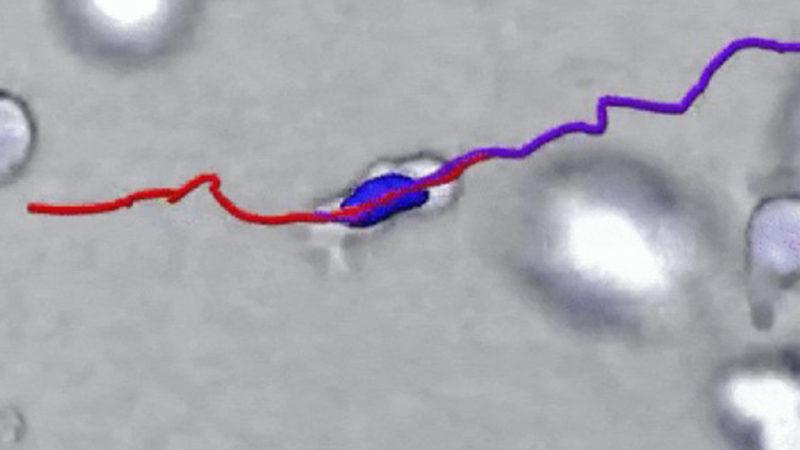 Bağışıklık Hücrelerinin Doku Üzerinde Nasıl Hareket Ettiğini Gösteren Video
