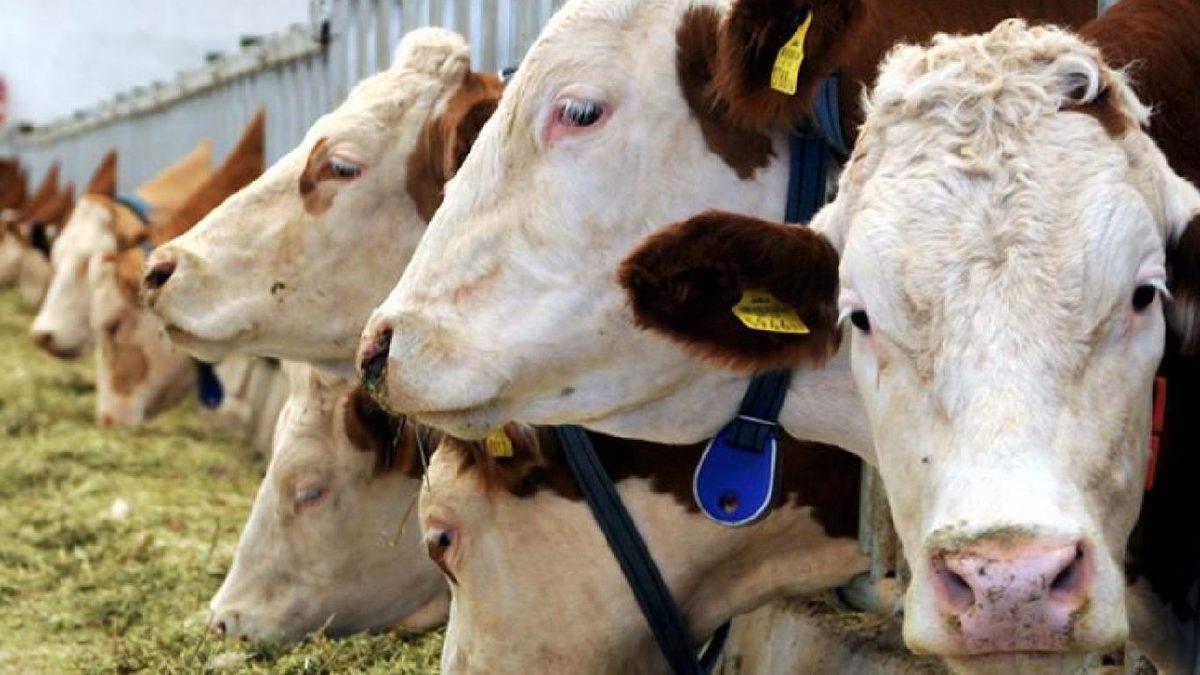 Türkiye’den İklim Krizi ile Mücadelede Önemli Adım: Hayvancılık Sektörü İçin İlk Olacak Bir Proje Başlatıldı