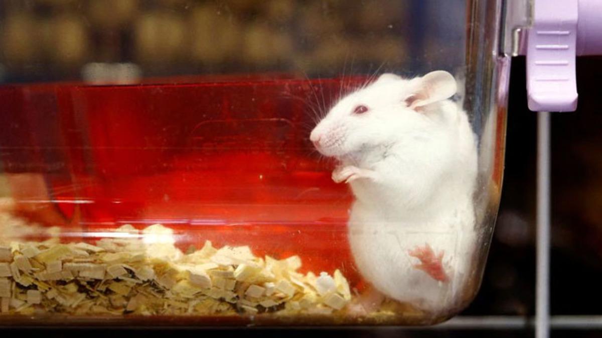 İsviçre’de Halkın %80’i Hayvan Deneylerini Destekledi: Para Kaybetme Korkusu, Hayvanseverliği Yendi