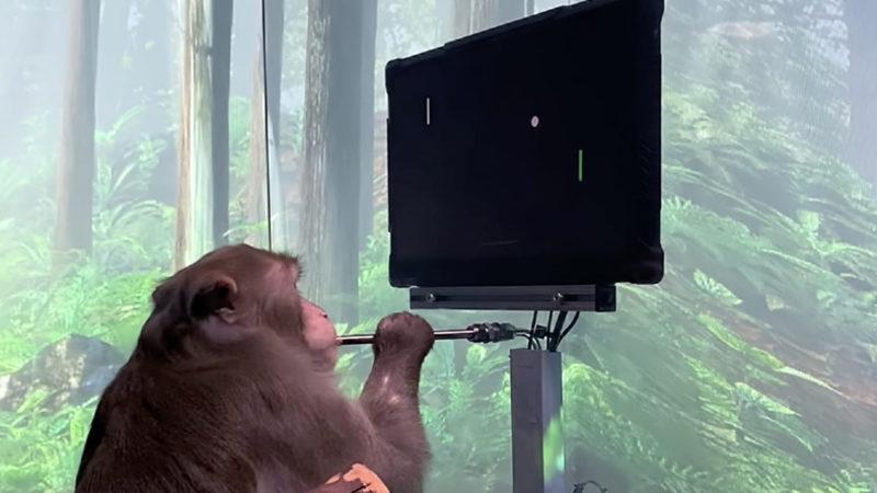 Elon Musk’ın ’Beyne Çip Takma’ Projesi Neuralink’in Testlerine Giren 23 Maymundan 15’i Öldü