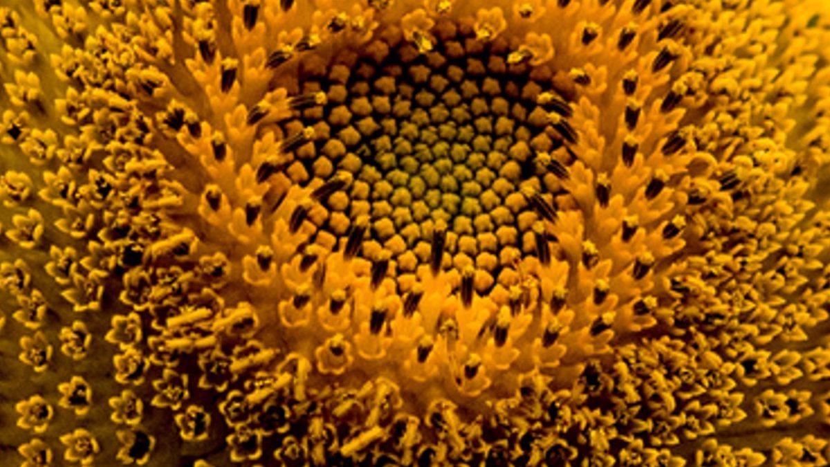 Yakın Çekimini Gördüğün Bu Görsellerin Neye Ait Olduğunu Bulabilecek misin?