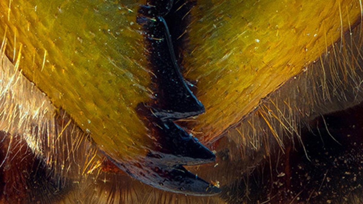 Yakın Çekimini Gördüğün Bu Görsellerin Neye Ait Olduğunu Bulabilecek misin?