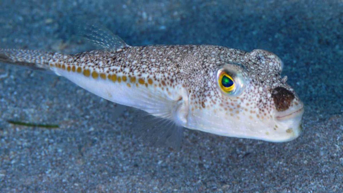 Kuyruğuna 5 TL Verilecek Balon Balığı Teslimatı Başladı [Bir Vatandaş 2000 TL Alacak]