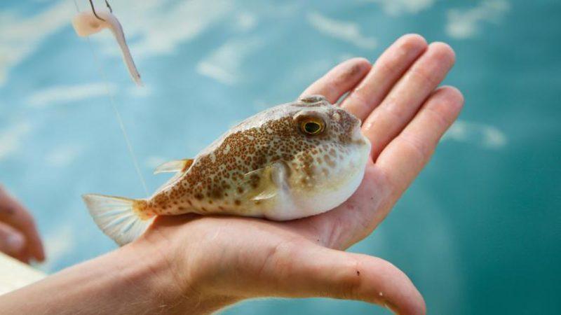 Kuyruğuna 5 TL Verilecek Balon Balığı Teslimatı Başladı [Bir Vatandaş 2000 TL Alacak]