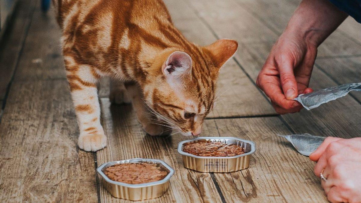 Hayvanlar Hakkında Öğrenince Sizi Duygulandıracak 12 Gerçek Bilgi