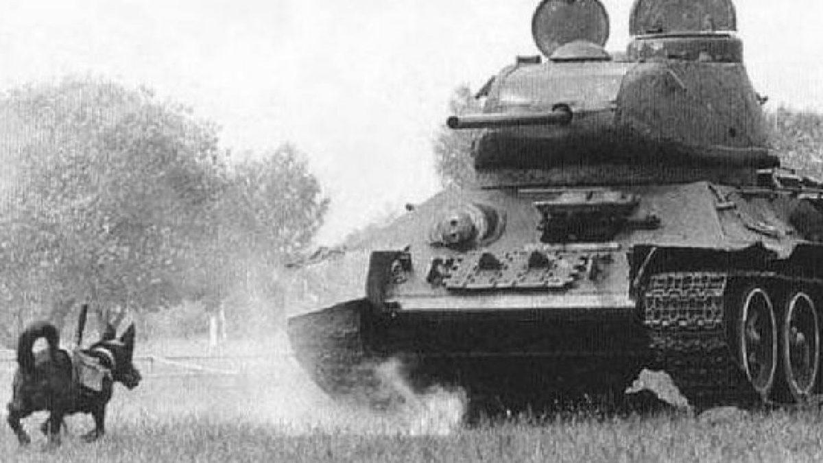 Hayvanlar Hakkında Öğrenince Sizi Duygulandıracak 12 Gerçek Bilgi