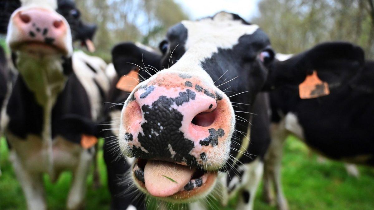 Hayvanlar Hakkında Öğrenince Sizi Duygulandıracak 12 Gerçek Bilgi