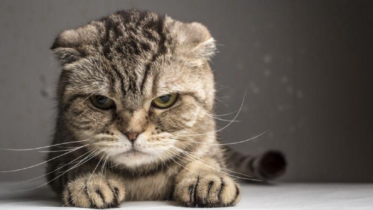 Hayvanlar Hakkında Öğrenince Sizi Duygulandıracak 12 Gerçek Bilgi