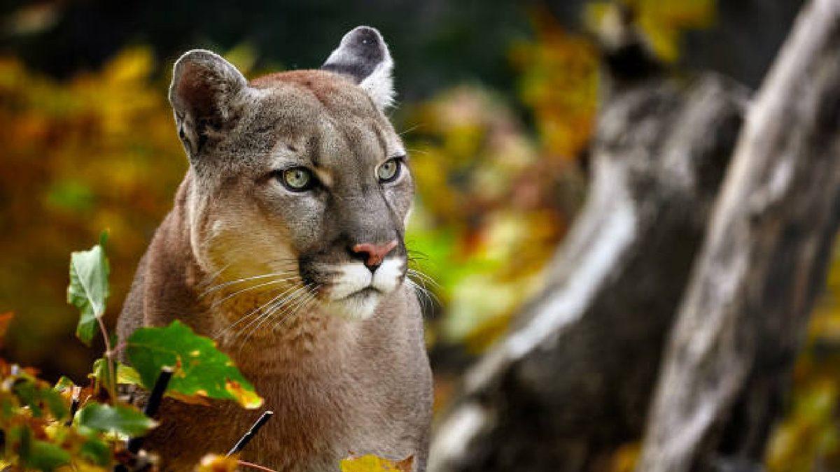 Hayvanlar Hakkında Öğrenince Sizi Duygulandıracak 12 Gerçek Bilgi