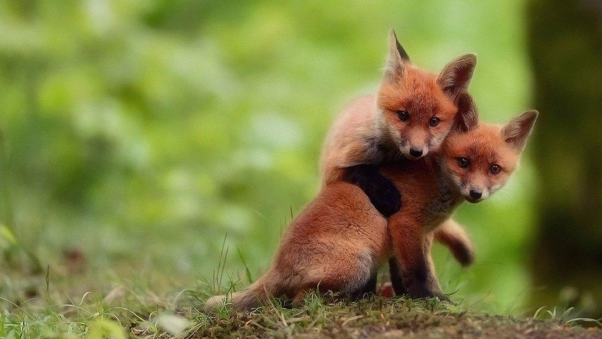 Hayvanlar Hakkında Öğrenince Sizi Duygulandıracak 12 Gerçek Bilgi
