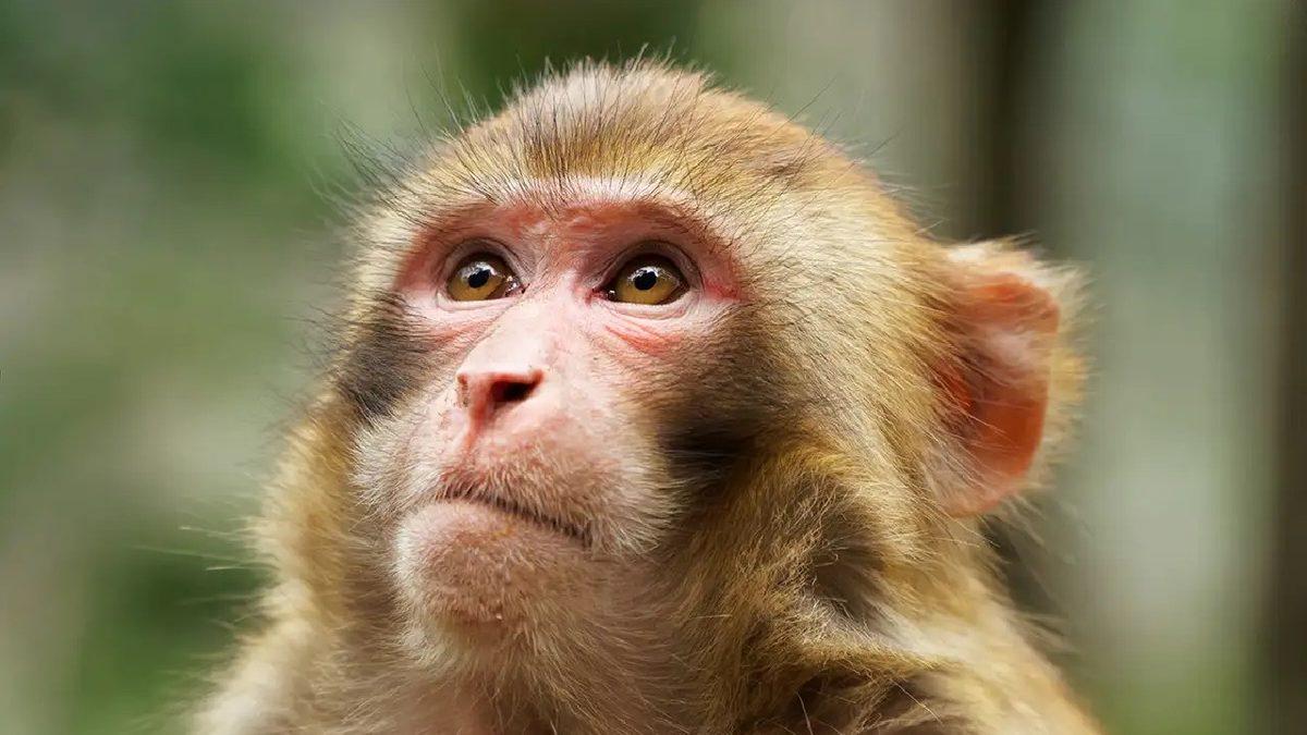 Hayvanlar Hakkında Öğrenince Sizi Duygulandıracak 12 Gerçek Bilgi