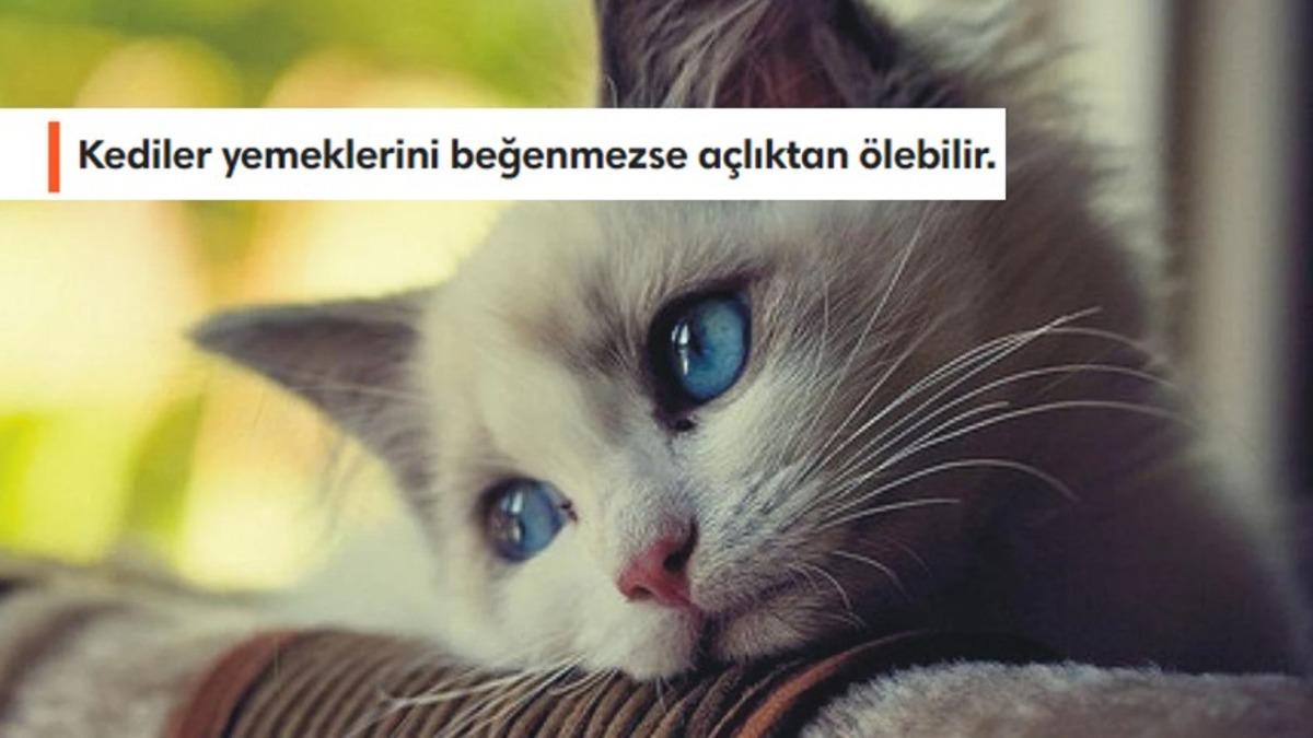 Hayvanlar Hakkında Öğrenince Sizi Duygulandıracak 12 Gerçek Bilgi