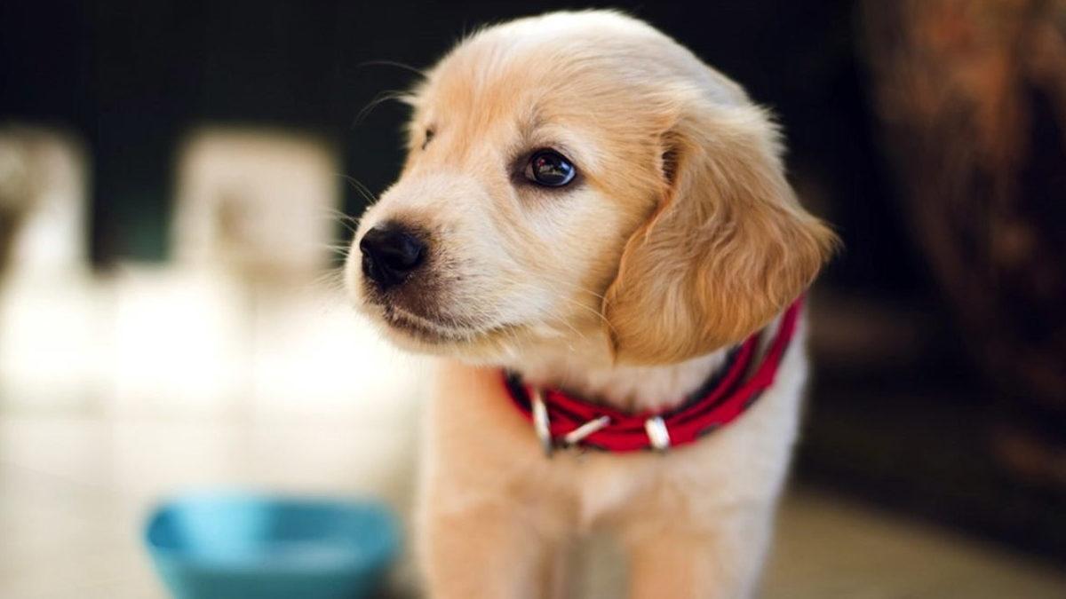 Köpeklerin Sahiplerini Yalnızca Seslerinden Tanıdığı Keşfedildi