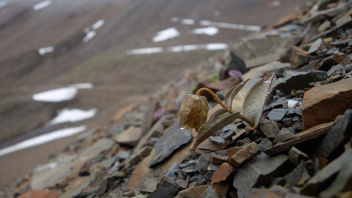 Nadir Bir Bitki Türü, İnsanlar Yüzünden Kamuflaj Geliştirdi