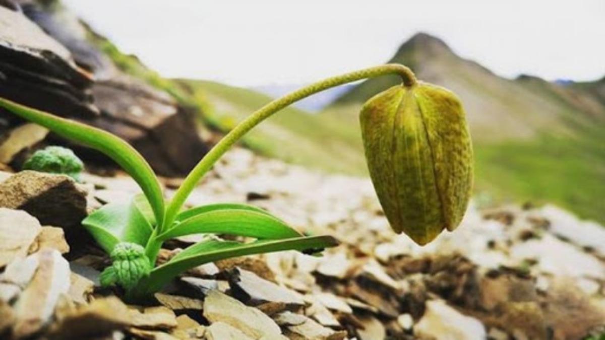 Nadir Bir Bitki Türü, İnsanlar Yüzünden Kamuflaj Geliştirdi