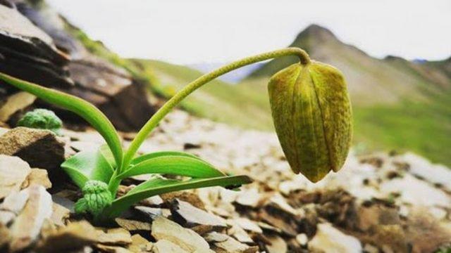 Nadir Bir Bitki Türü, İnsanlar Yüzünden Kamuflaj Geliştirdi