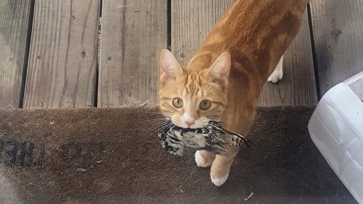 Kedilerin Anlam Verilemeyen 16 Tuhaf Davranışının Ardında Yatan Psikolojik Sebepler