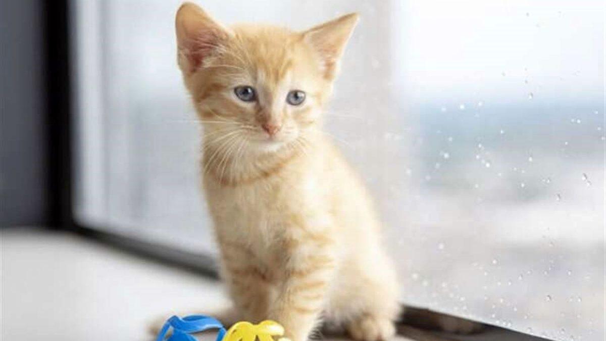Kedilerin Anlam Verilemeyen 16 Tuhaf Davranışının Ardında Yatan Psikolojik Sebepler