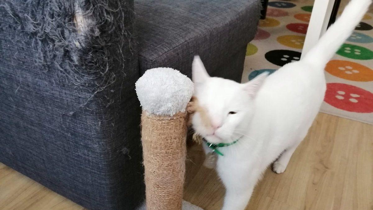 Kedilerin Anlam Verilemeyen 16 Tuhaf Davranışının Ardında Yatan Psikolojik Sebepler