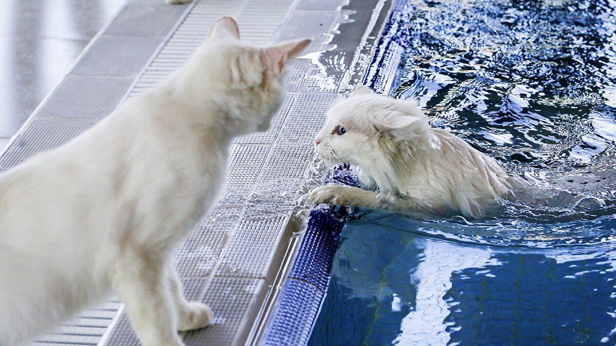 Kedilerin Anlam Verilemeyen 16 Tuhaf Davranışının Ardında Yatan Psikolojik Sebepler