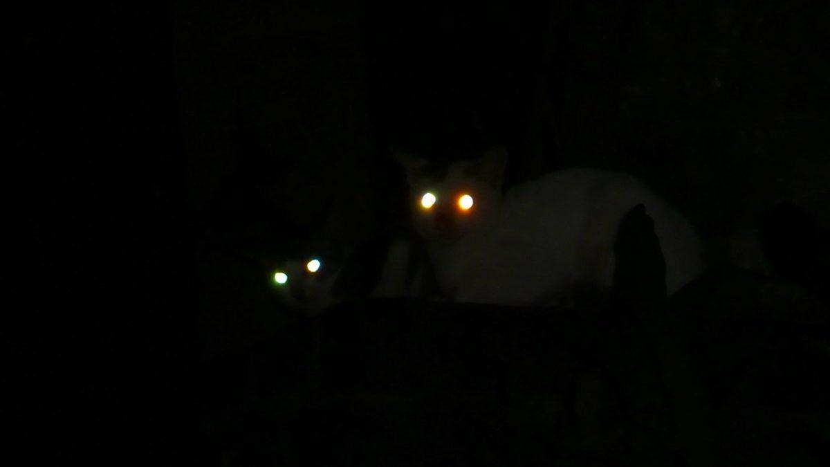 Kedilerin Anlam Verilemeyen 16 Tuhaf Davranışının Ardında Yatan Psikolojik Sebepler