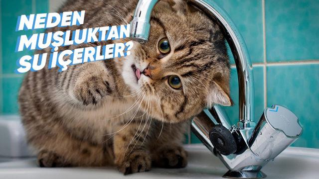 Kedilerin Anlam Verilemeyen 16 Tuhaf Davranışının Ardında Yatan Psikolojik Sebepler