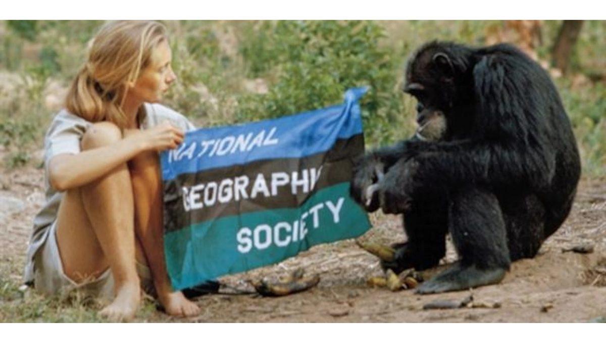 İki Şempanze Kabilesinin Gerilla Taktikleriyle Birbirlerini Yok Ettikleri 4 Yıl Süren Savaşın Hikayesi: Gombe Savaşı