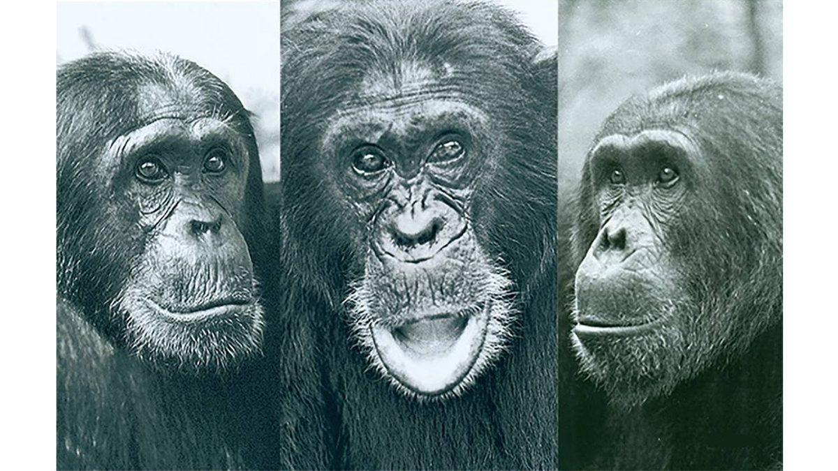 İki Şempanze Kabilesinin Gerilla Taktikleriyle Birbirlerini Yok Ettikleri 4 Yıl Süren Savaşın Hikayesi: Gombe Savaşı