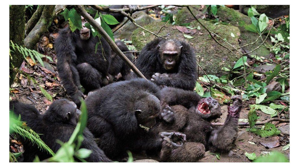 İki Şempanze Kabilesinin Gerilla Taktikleriyle Birbirlerini Yok Ettikleri 4 Yıl Süren Savaşın Hikayesi: Gombe Savaşı