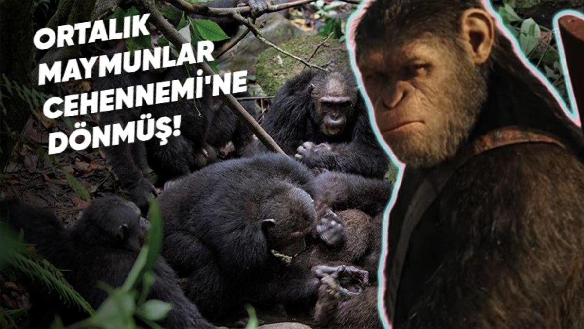 İki Şempanze Kabilesinin Gerilla Taktikleriyle Birbirlerini Yok Ettikleri 4 Yıl Süren Savaşın Hikayesi: Gombe Savaşı