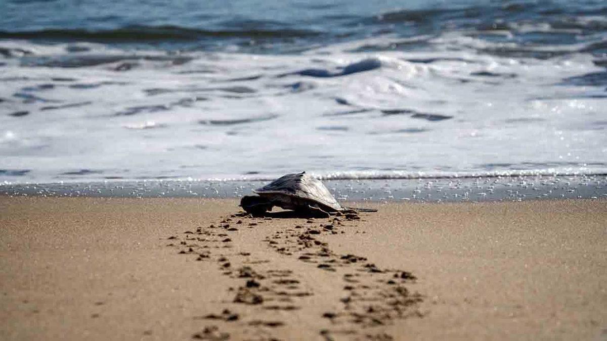 Okyanuslarımız Su Yerine Petrolden Oluşsaydı Ne Olurdu?