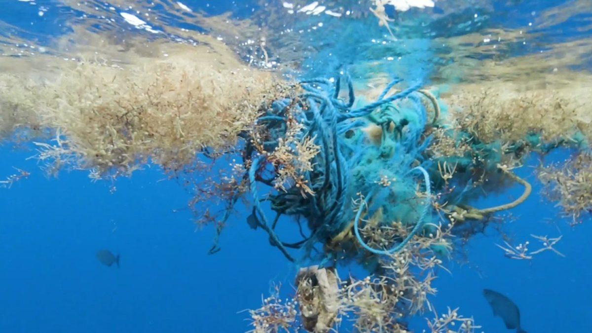 Sudaki Mikroplastikler Fare Hücreleri Tarafından Daha Kolay Emiliyor