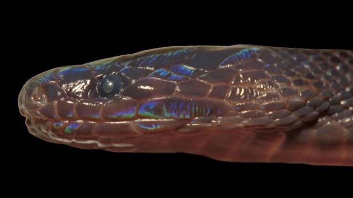 Bilim İnsanları, Pulları İnci Gibi Parlayan Yeni Bir Yılan Türü Keşfetti