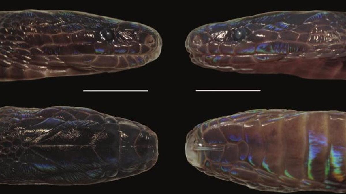 Bilim İnsanları, Pulları İnci Gibi Parlayan Yeni Bir Yılan Türü Keşfetti