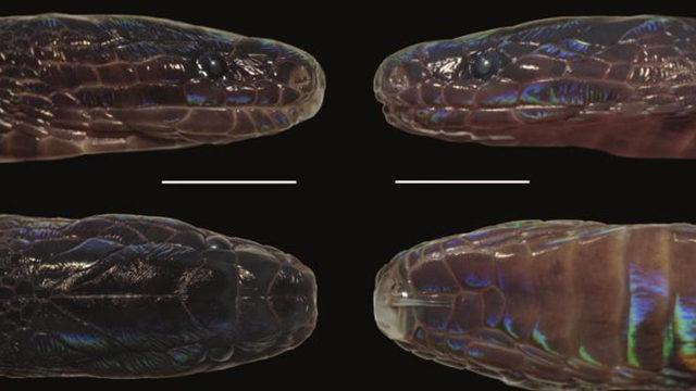 Bilim İnsanları, Pulları İnci Gibi Parlayan Yeni Bir Yılan Türü Keşfetti